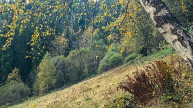 Sonbahar ormanlarının ve dağların güzel manzarası