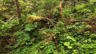 Yosun ve eğreltiotu ile yeşil orman