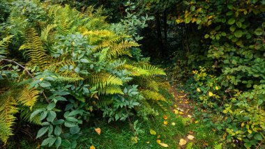 Ormanda yeşil ve sarı yapraklar
