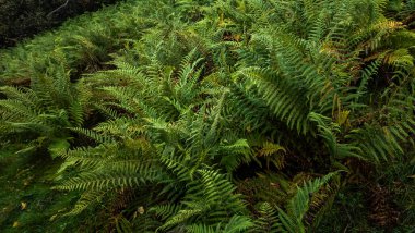 eğreltiotu yaprakları sonbahar ormanda.