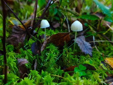 Sonbaharda beyaz mantarlar