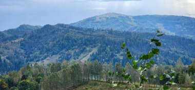 Önünde ağaçlar olan dağ sıraları