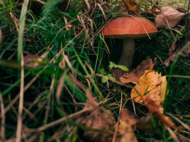 Ormandaki mantarın yakın plan çekimi.