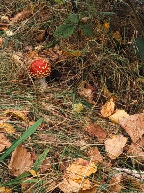 Sonbahar mantarı, ormanda kırmızı agarikler.