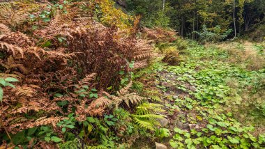 Ormanda sonbahar yaprakları, bitki yaprakları, doğa.