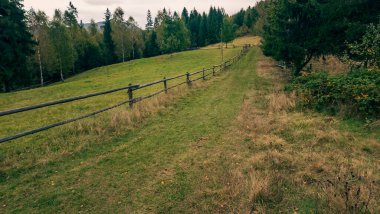 güzel yeşil orman manzara