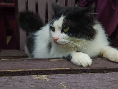 Beyaz kedi tahta zeminde yatıyor.