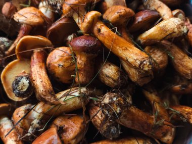 Taze organik mantarlar, yakın çekim.