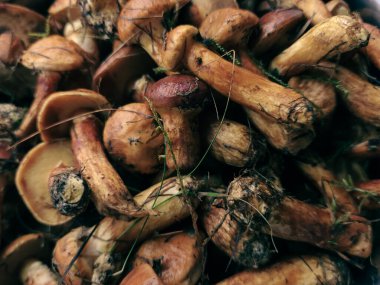 Sonbahar ormanının arka planında taze mantarlar