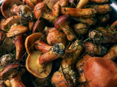 Kasede taze mantarlar