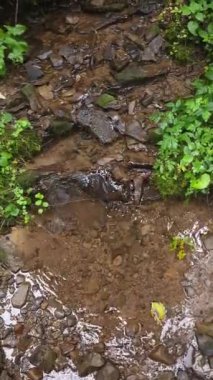 Ormanda küçük bir nehir.