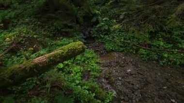 Dağlardaki ormanın güzel manzarası