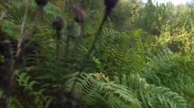 Ormanda yeşil yapraklar