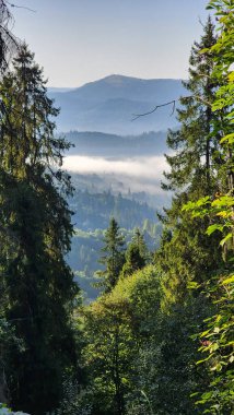 Dağlarda ormanı olan güzel bir manzara.