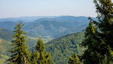 Zirveden Dağ Ormanı manzarası