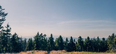 Çam ağaçları ve bulutlu mavi gökyüzü