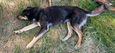 Köpek çimlerin üzerinde yatıyor.