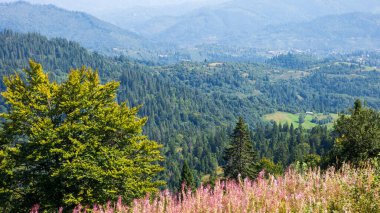 Renkli ağaçlarla dolu güzel dağ manzarası