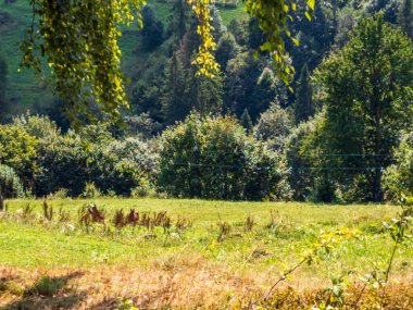 Arka planda ağaç olan yeşil bir çimenin güzel bir görüntüsü.