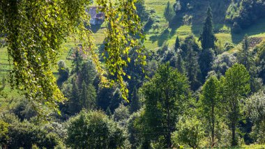 Ağaçlı güzel bir manzara.