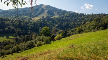 Karpatların yamaçlarındaki yeşil çayır.