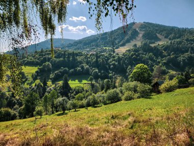 Arka planda ağaçlar ve dağlar olan güzel bir orman görüntüsü.