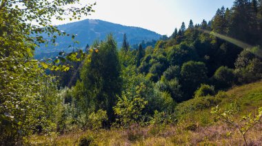 Ağaçlar ve ormanlarla dolu güzel sonbahar manzarası