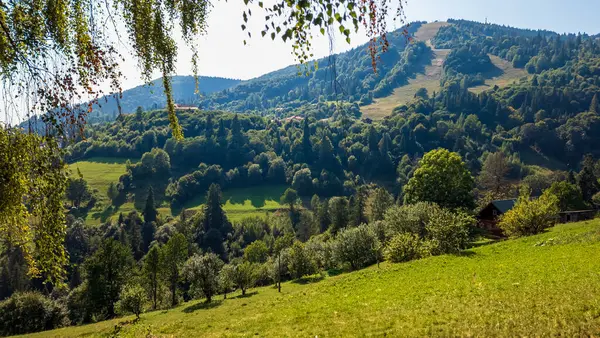 Dağlarda yeşil ağaçlar