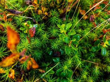 Ormanda güzel yeşil çimenler