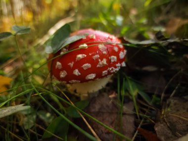 kırmızı sinek agarik, anita muscaria, kırmızı sinek agarik, sinek agarik
