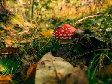 Ormanda kırmızı mantar