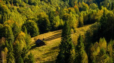 Ağaçlar ve ormanlarla dolu güzel sonbahar manzarası
