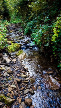 Ormandaki güzel dağ nehri. Karpat Dağları, Ukrayna