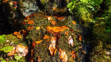 Güzel sonbahar ormanı, doğa, bitki örtüsü.