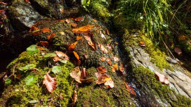 Sarı yapraklı sonbahar ağacı