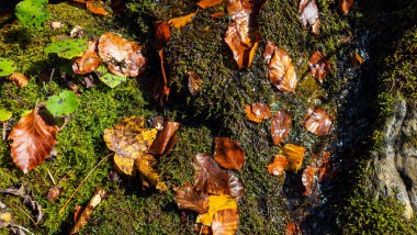 Ormanda sonbahar yaprakları