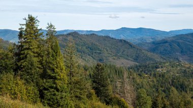 Ukrayna Karpat Dağları 'ndaki dağ ormanı, yaz.