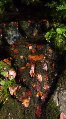 Parkın güzel manzarası