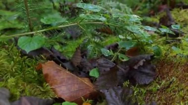 Ormanda güzel yeşil çimenler