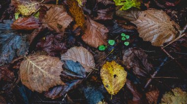 Sonbahar yaprakları, sonbahar mevsimi