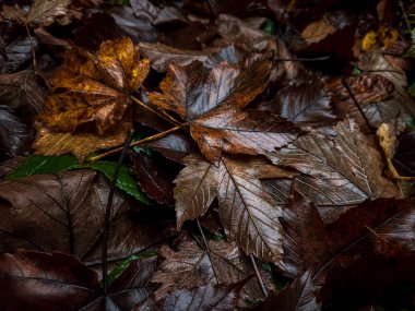 Sonbahar yaprakları, sonbahar bitkileri