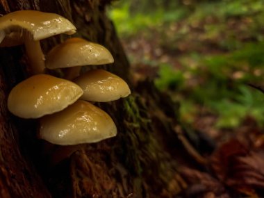 Yosun büyüyen mantar