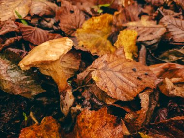 Bahçede sonbahar yaprakları