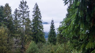 Ağaçlar ve ormanlarla dolu sonbahar manzarası