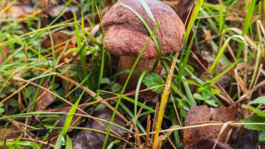 Ormanda porcini, boletus, domuz mantarı.