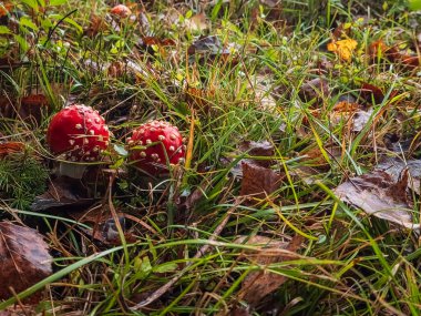 Ormanda kırmızı mantar