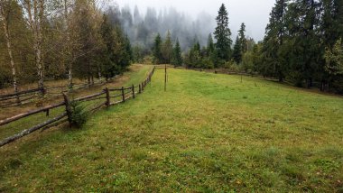 güzel sonbahar orman renkli yeşillik ile