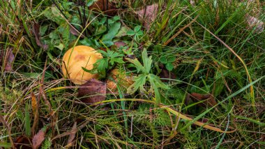 Sonbaharda ormandaki mantarlar