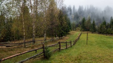 Güzel sisli sonbahar ormanı