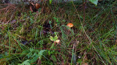 Ormandaki yeşil çimlerin üzerinde kırmızı mantar